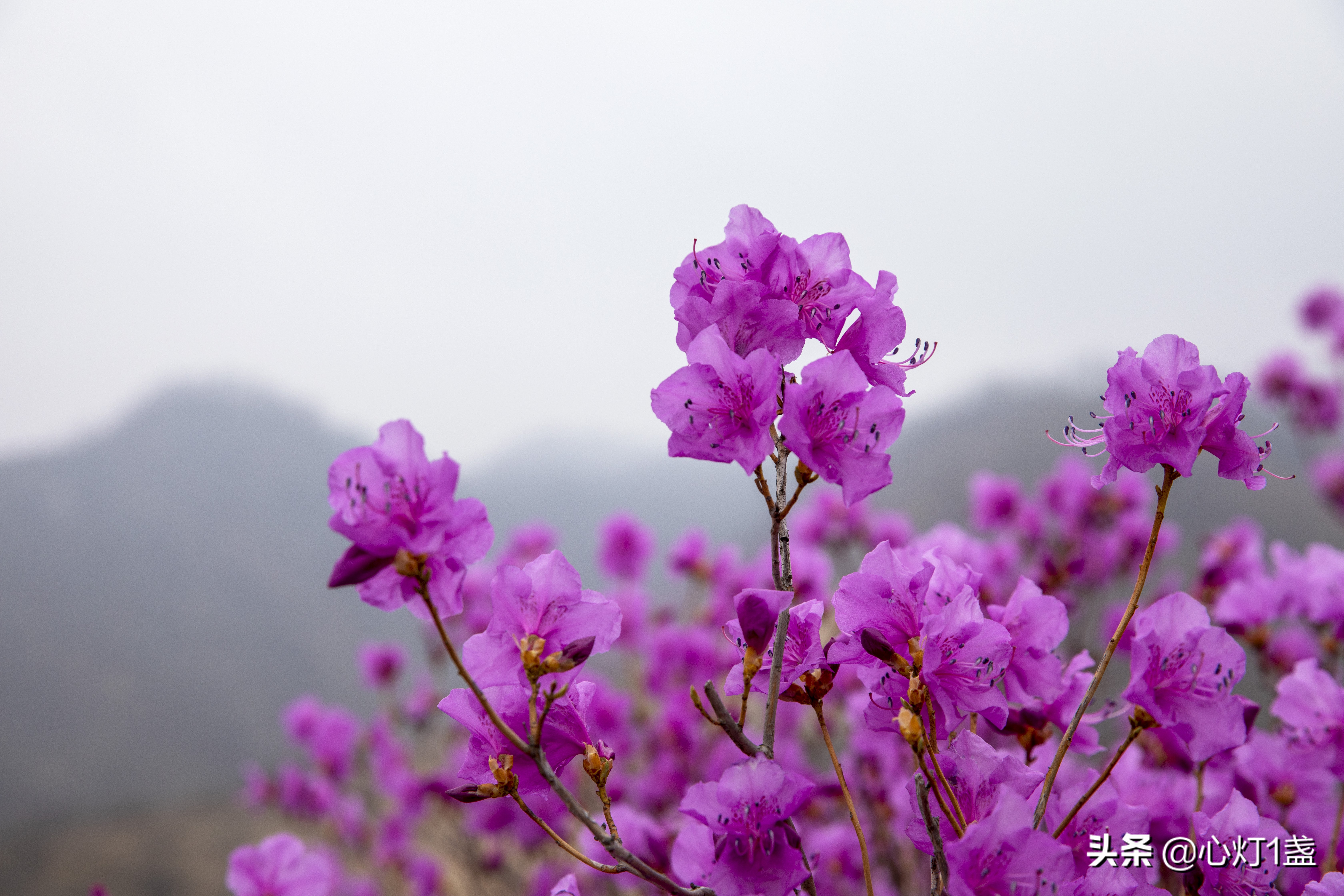 岫岩映山红花海要门票吗,岫岩黄岭映山红花期