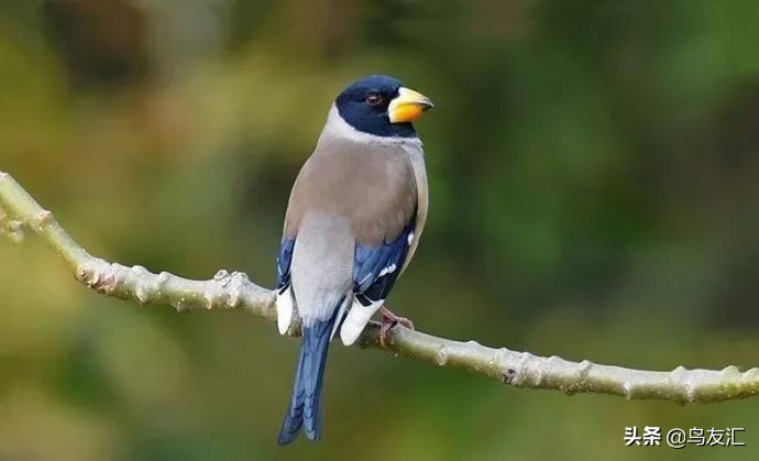 鸟友汇鸟食,鸟友汇最新视频