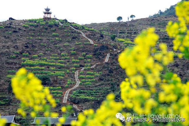 融水千亩桃花竞相盛开,融水2020桃花赏花时间表
