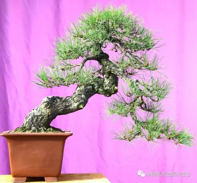 盆景黑松造型欣赏 (黑松盆景造型实例大全)