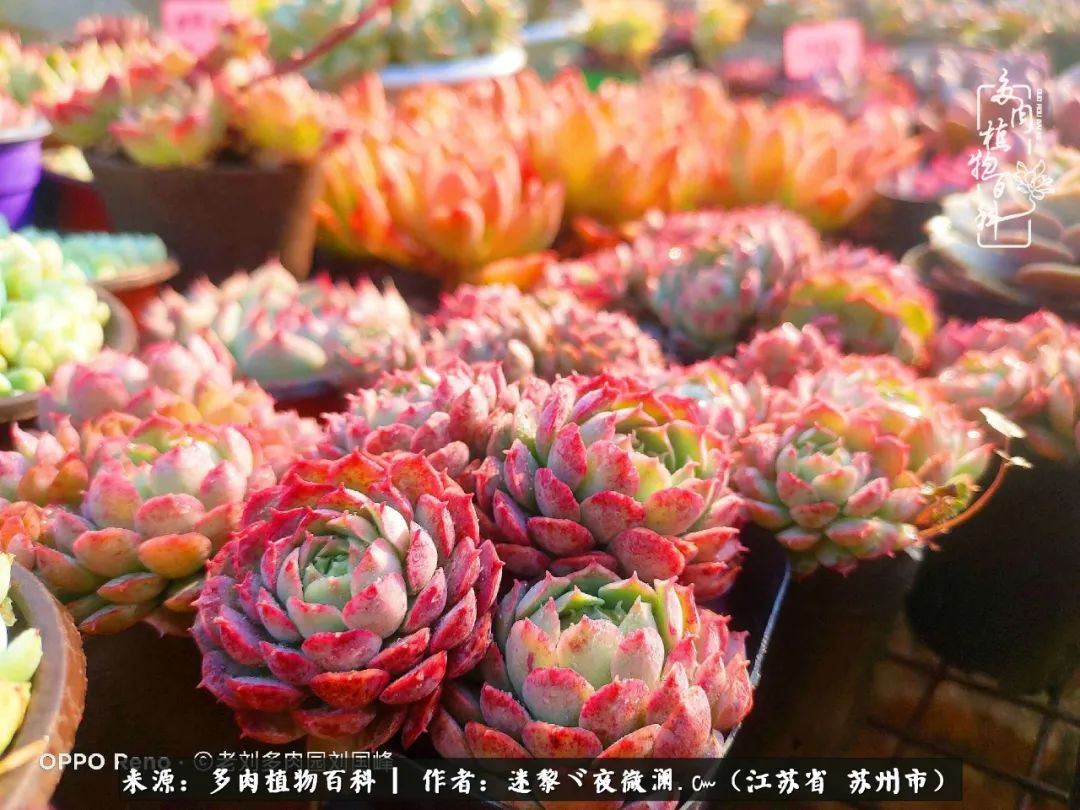 围观多肉版武林大会，一起穿越吧,下