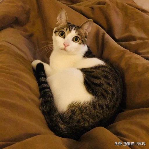 猫咪绝育手术后该如何护理才正确,猫咪绝育手术全过程母猫
