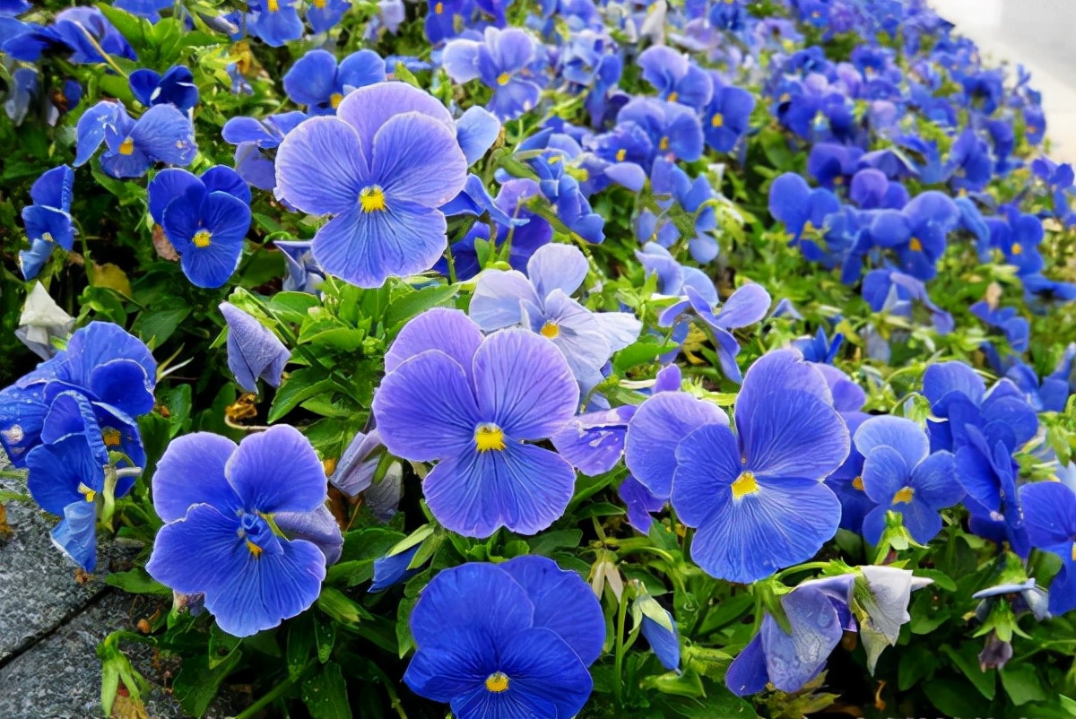 十种蓝色花,常见的六种蓝色花