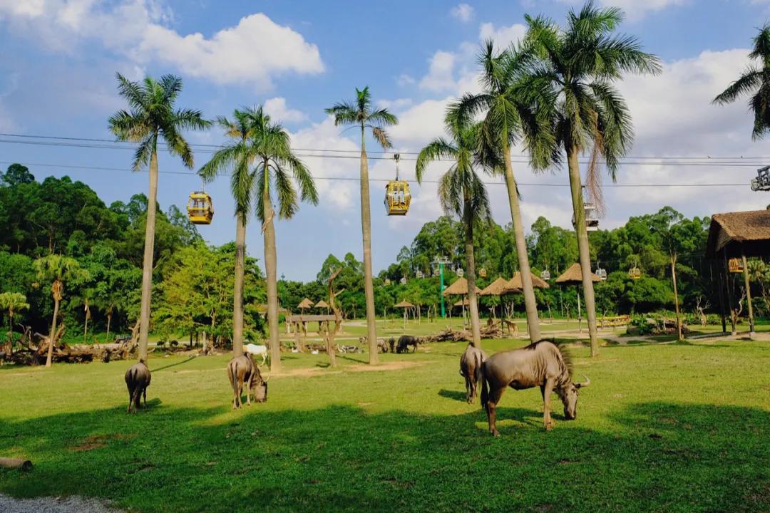 广州长隆最省钱玩法,最实惠广州长隆攻略