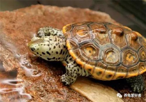 养龟的100个常见问题,养龟经常出现什么病