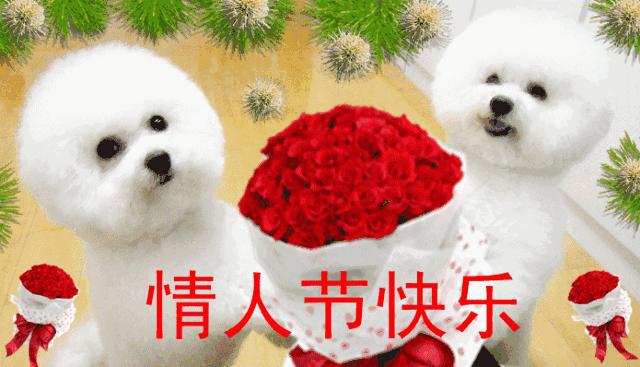 2020情人节祝福语大全2月14日情人节浪漫祝福语表情包