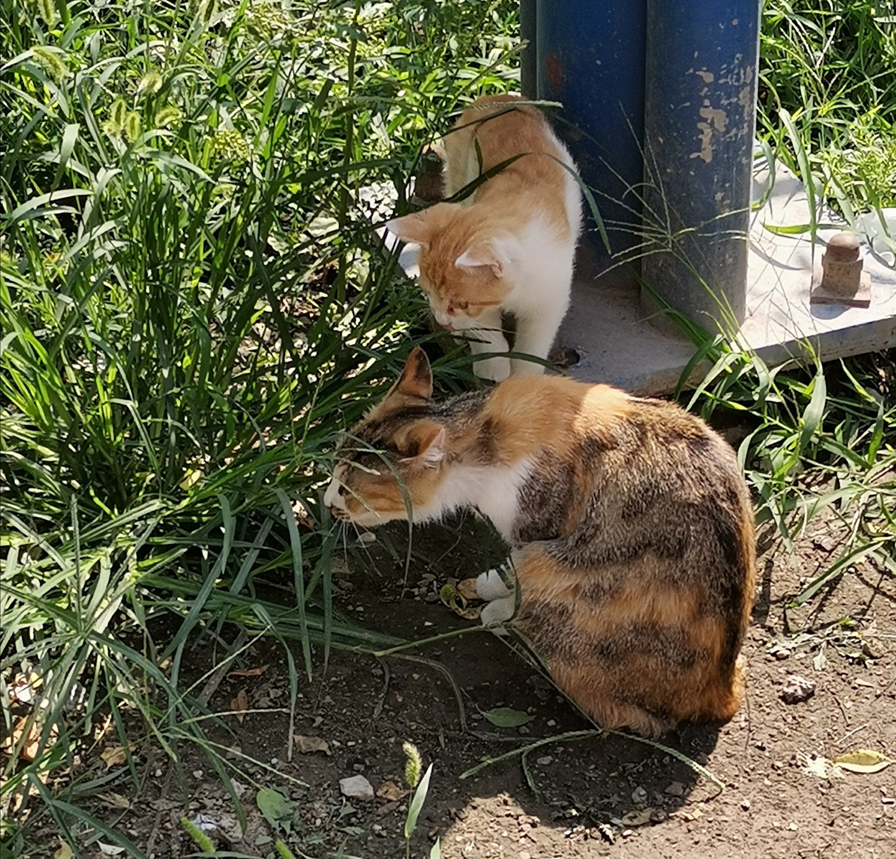 化毛膏和猫草棒的区别,猫咪吃完化毛膏呕吐是什么原因