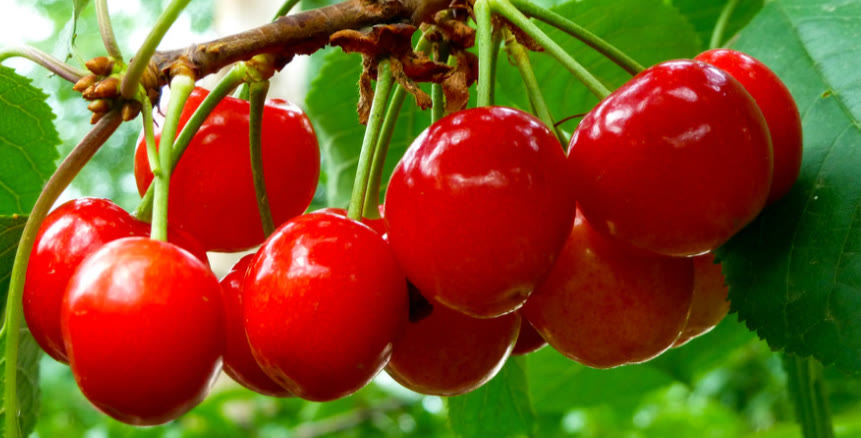 法斗吃哪个狗粮最好,法斗应该吃什么狗粮好