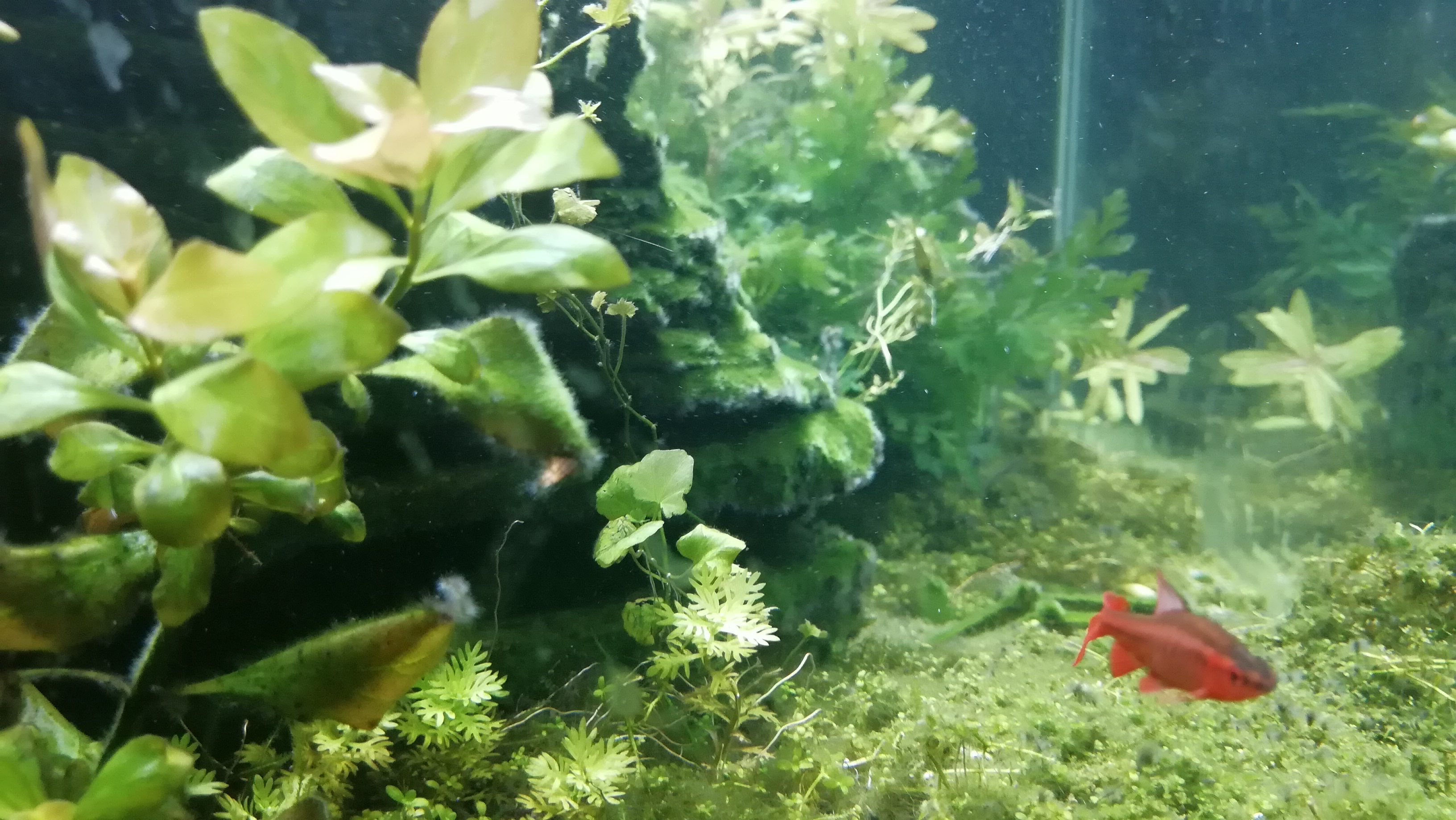 水族缸的乐趣,水草缸动物的日常生活