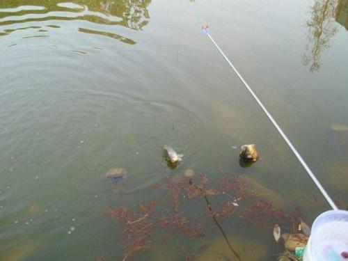 钓鲶鱼要怎么钓最好,钓鲶鱼应该用什么钓最好