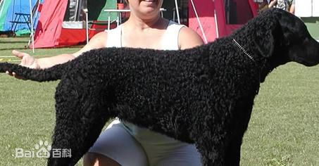 性格温顺的大型犬品种,宠物狗大型犬都有哪些品种