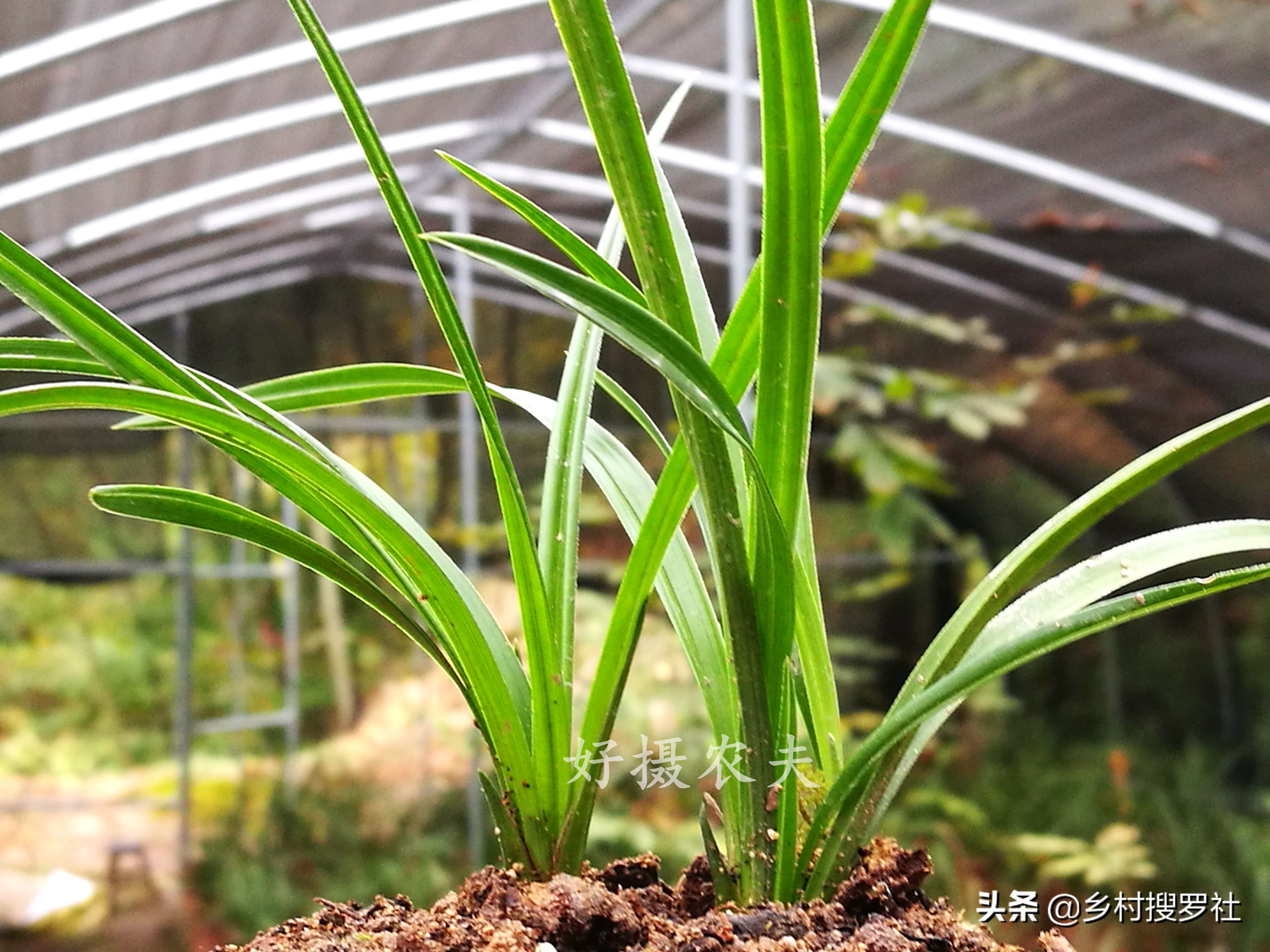 疫情期间怎样防花,买兰花如何防止被骗呢