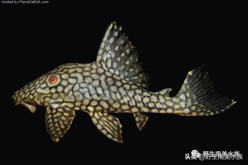 钻石皇冠豹鱼,每天认识一条鱼