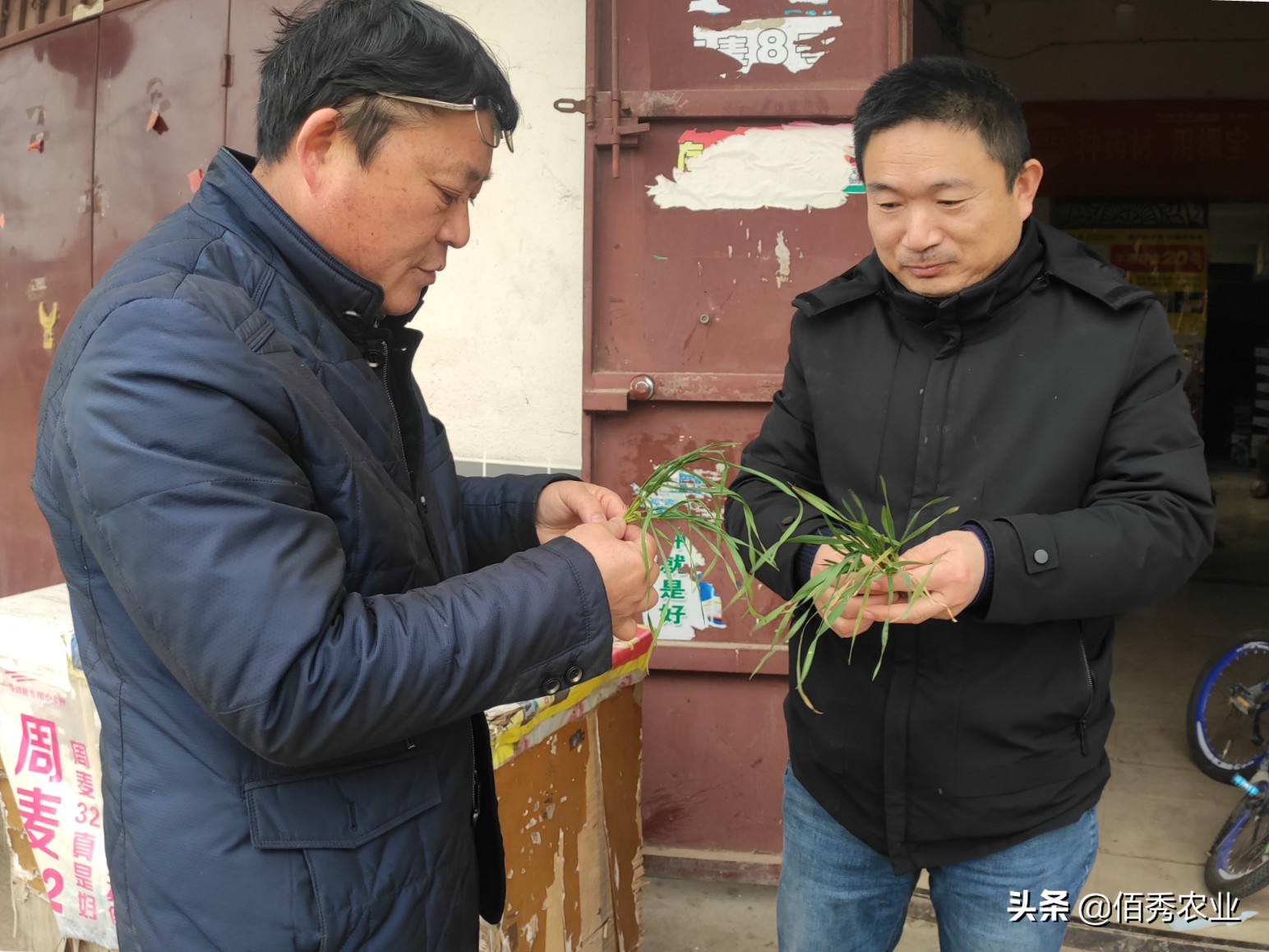 小麦刚出苗发黄怎么治,农田小麦发黄生长过程