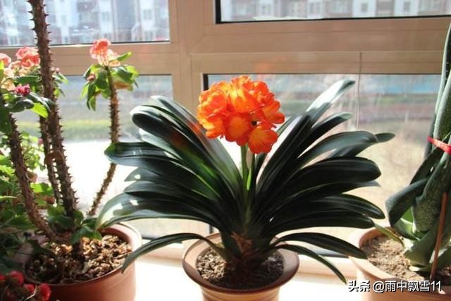 怎样让君子兰安全度过夏季,君子兰夏季怎样管理