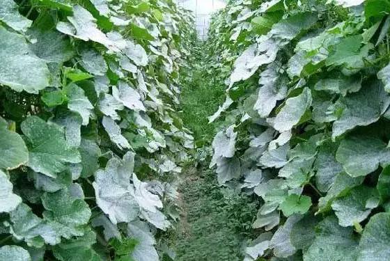 白芨病害及防治,白粉病发病规律防治措施