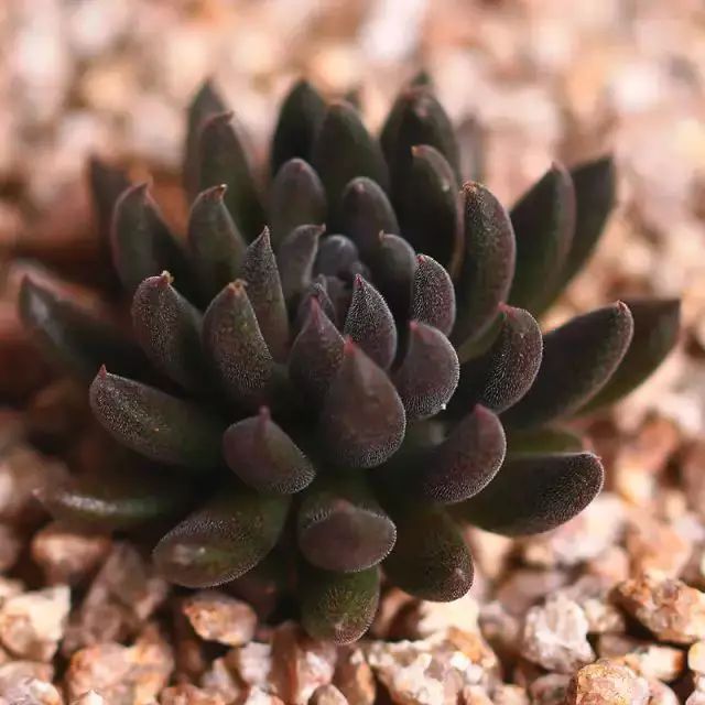 多肉早安图片大全,多肉大全100图