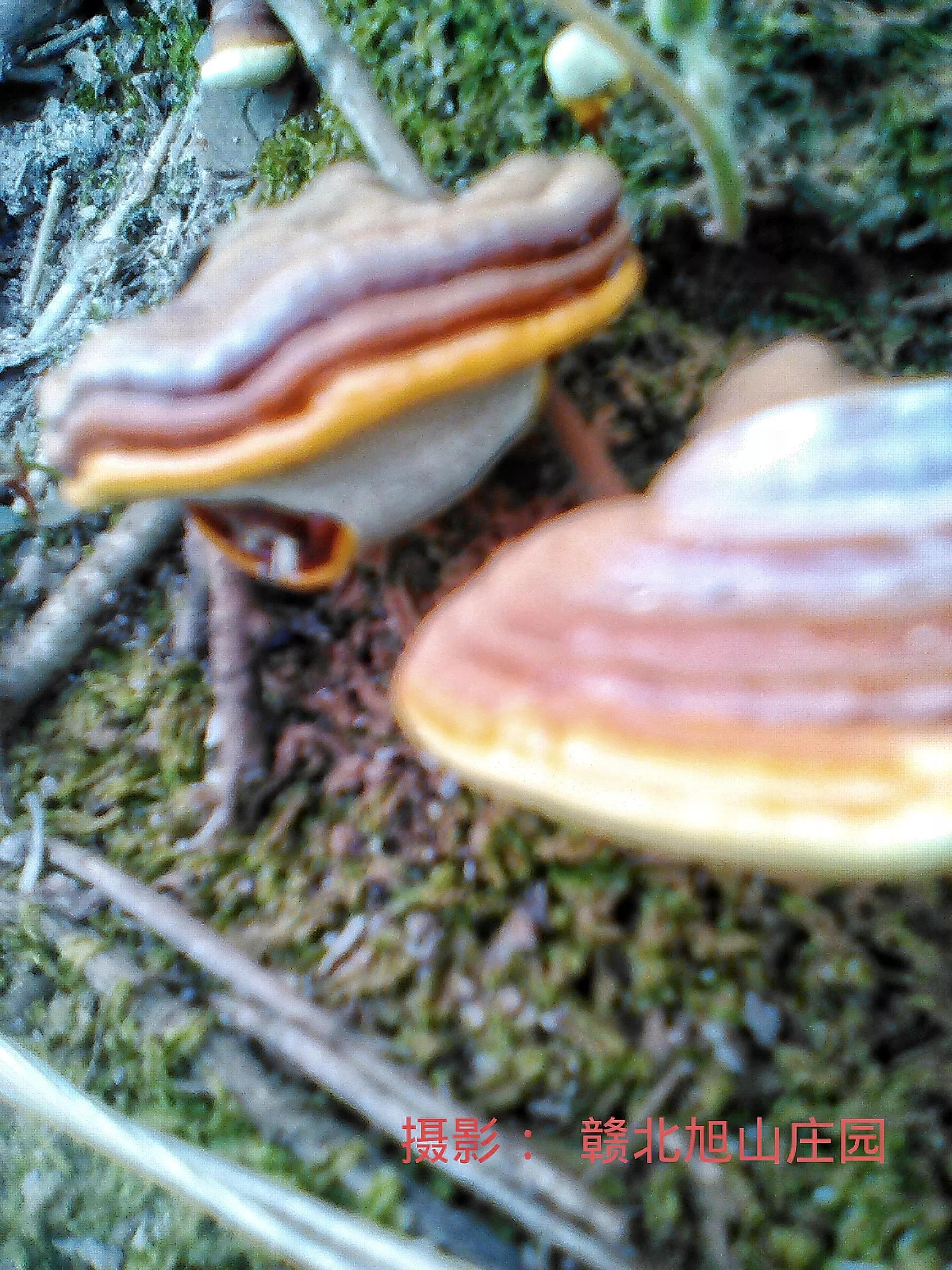 江西省赣北旭山庄园,灵芝旭山庄园