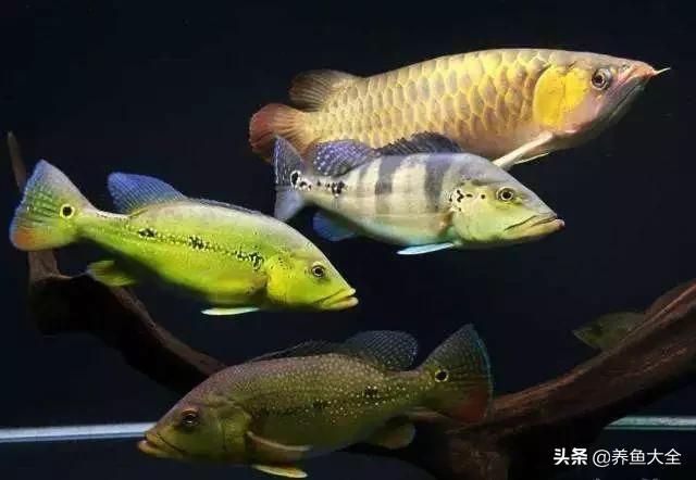 龙鱼混养打架怎么办,龙鱼混养要怎么样才不打架