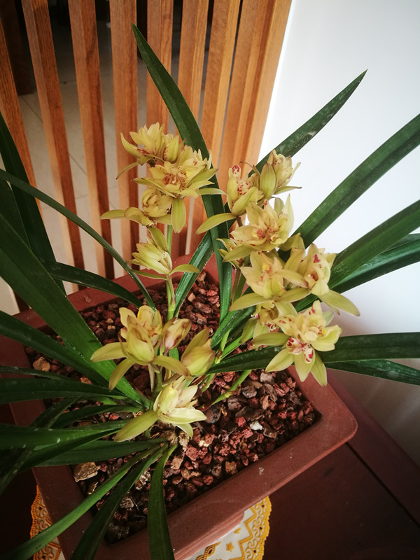 兰花必养经典品种介绍,哪些兰花香味浓郁适合新手养