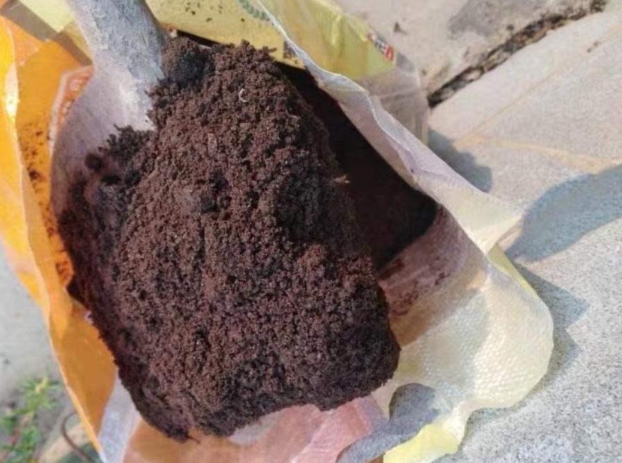 芦荟黄叶烂根,芦荟烂根黄叶