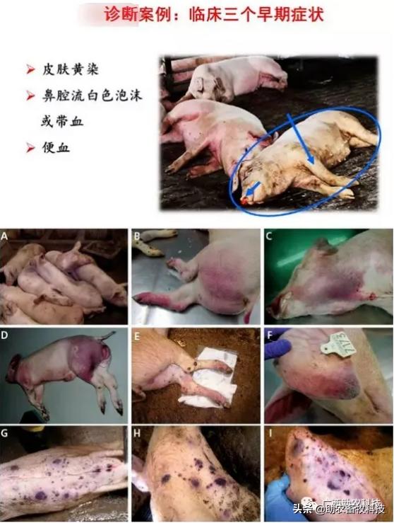 是什么原因引起非瘟,怎么消灭非瘟最有效的方法