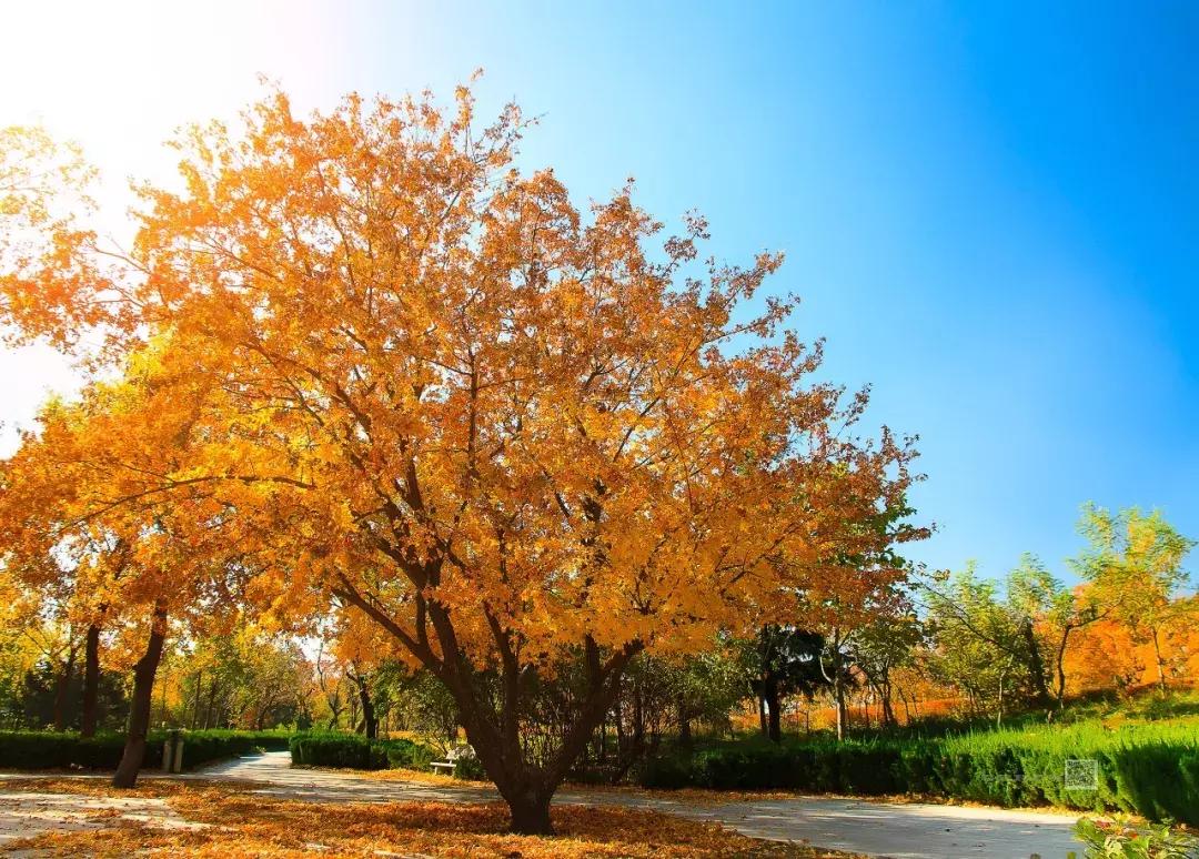 潍坊月亮湾风景区,潍坊月亮湾沙滩