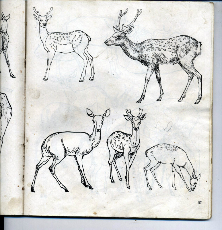 一百幅动物素描,近百幅动物画