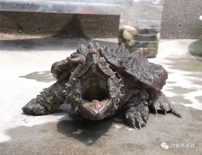 每周一龟｜美洲暴君：真鳄龟