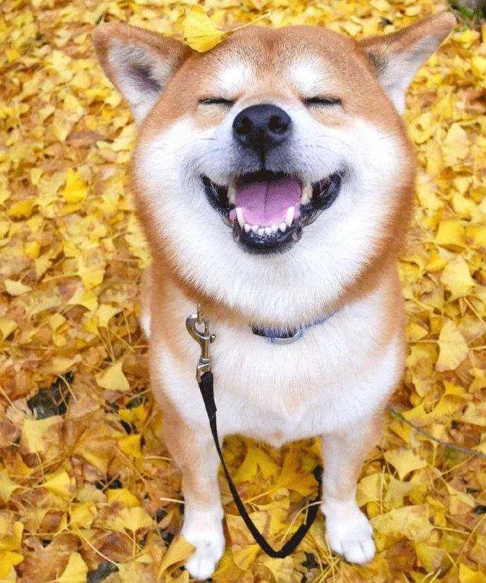 狗狗心力衰竭最佳治疗方法,狗狗心力衰竭的临床表现