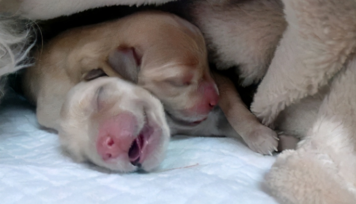 为什么母狗会咬死自己的幼崽,母狗为什么会咬死自己的孩子