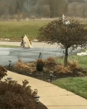 家里人都不同意养狗怎么办,想养狗怎么跟家里人说