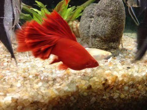 观赏鱼摇头摆尾怎么办,观赏鱼摇头晃脑怎么回事