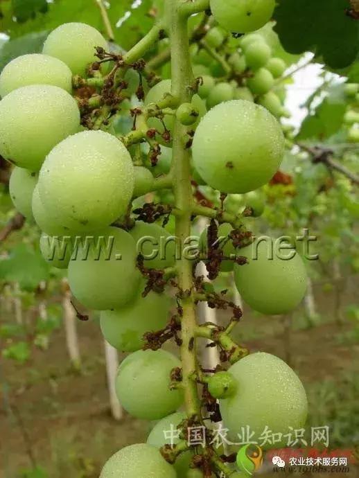 葡萄花前主要病害,葡萄病害图片大全大图