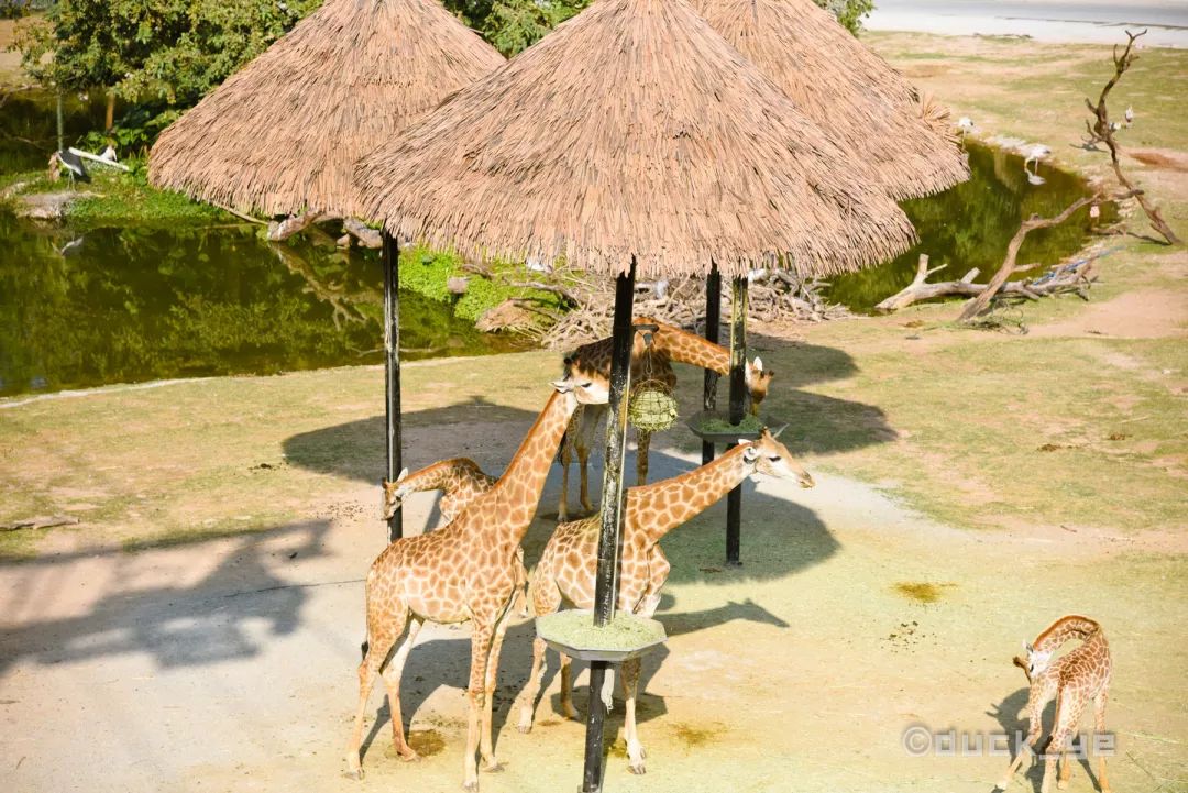 去广州长隆野生动物世界学到什么,5.1广州长隆野生动物攻略