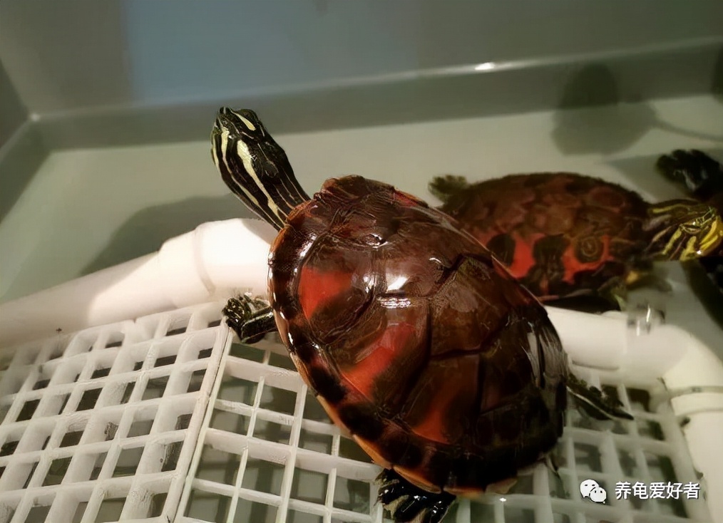 刚到家的龟浮水不肯下水怎么回事,又到了不吃饭也要吃螃蟹的季节