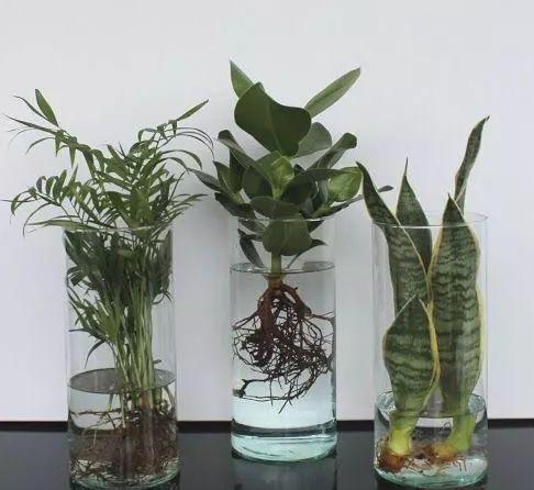 水培植物怎么养才能更旺盛一些,水培花卉植物养护注意事项有哪些