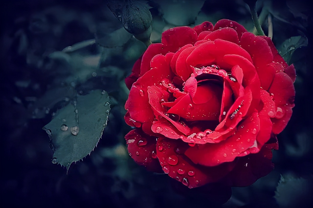 遇见心中的玫瑰,心中的玫瑰