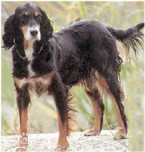 宠物狗大全免费观看,什么狗最好养又听话又聪明大型犬