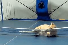 <html>
<head><title>502BadGateway</title></head>
<body>
<center><h1>502BadGateway</h1></center>
<hr><center>nginx</center>
</body>
</html>
<!--apaddingtodisableMSIEandChromefriendlyerrorpage-->
<!--apaddingtodisableMSIEandChromefriendlyerrorpage-->
<!--apaddingtodisableMSIEandChromefriendlyerrorpage-->
<!--apaddingtodisableMSIEandChromefriendlyerrorpage-->
<!--apaddingtodisableMSIEandChromefriendlyerrorpage-->
<!--apaddingtodisableMSIEandChromefriendlyerrorpage-->
