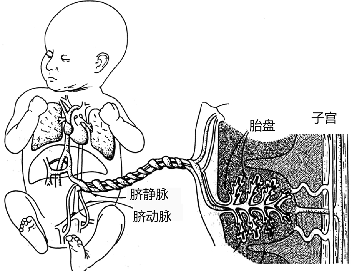 盆腔血管彩色多普勒超声孕期检查,明明白白做ct检查
