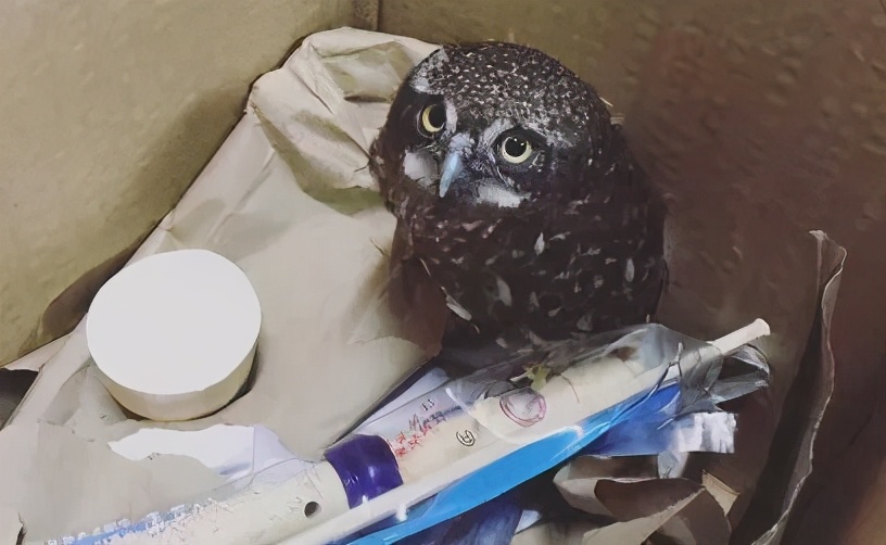 有多少南京人，获得过猫头鹰的祝福