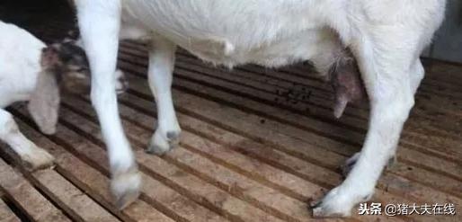 羊患腐蹄病怎么治,羊蹄疮用什么药好