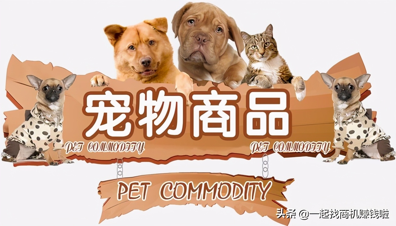 新手怎么开宠物店创业项目,新手如何开一家宠物店