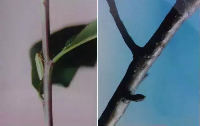 果树清园到底用什么药最好,冬季蜜柚清园管理要点