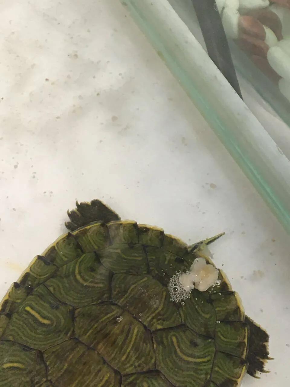 谈谈我个人对于宠物龟常见疾病的治疗与预防