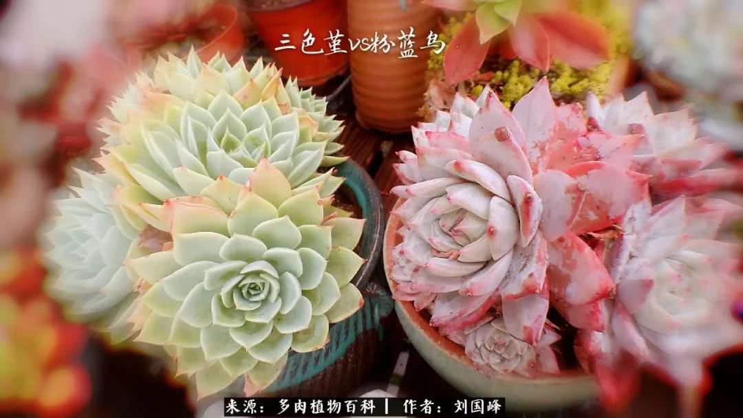 七百元打造的多肉王国，你还缺什么？