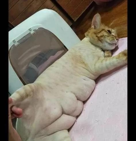 当猫咪剃了毛之后,春天猫咪剃了毛一直发抖