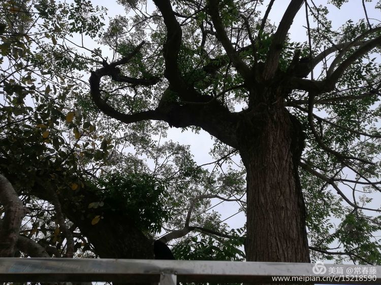 百年苦楝浴火重生