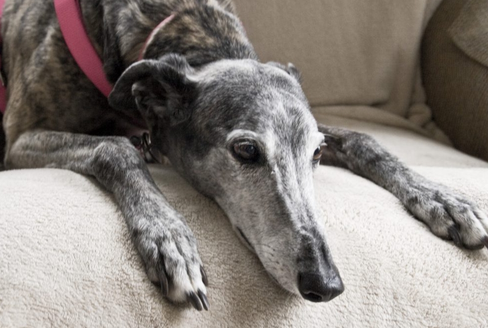 适合老年人养的狗排行榜,适合老人养的狗好养活的品种